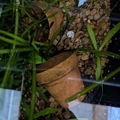 【決定してます】【返事ない方すいません】【20匹以上】高級メダカセットの画像