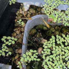 【決定してます】【返事ない方すいません】【20匹以上】高級メダカセットの画像