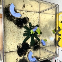 メダカの針子＋卵