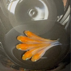 受付中🔴針子抜け～稚魚10匹 ハイビスカス めだか 人気のメダカ ヒカリ体型 可愛い メダカ の画像