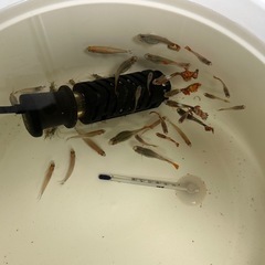 熱帯魚用水槽(熱帯魚付き)の画像