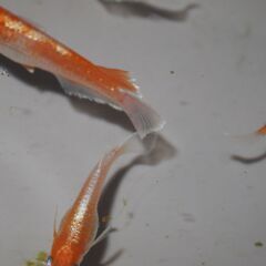 メダカ　レッドクリフ紅白稚魚（１㎝前後）1３匹の画像