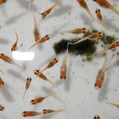メダカ　レッドクリフ紅白稚魚（１㎝前後）1３匹の画像
