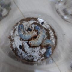 カブトムシ幼虫　もらってくださいの画像