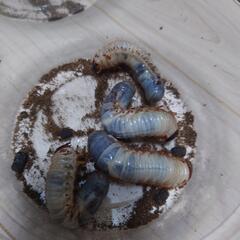 カブトムシ幼虫　もらってくださいの画像