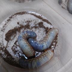 カブトムシ幼虫　もらってくださいの画像