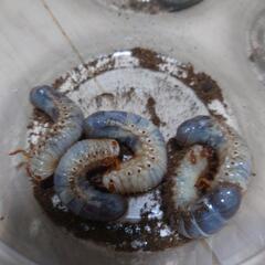 カブトムシ幼虫　もらってくださいの画像