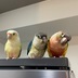 ランキングキーワードに紐づく投稿画像-インコ