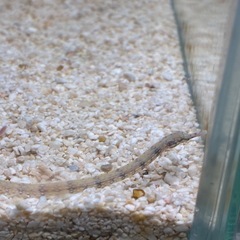 海水魚早い方❗️の画像