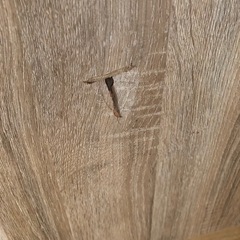 折りたたみダイニングテーブルの画像