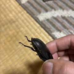 奈良輪系川西オオクワガタ特大♀58mmの画像