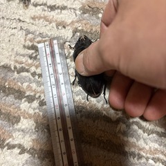 奈良輪系川西オオクワガタ特大♀58mmの画像