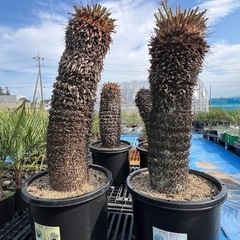 ソテツ🌴激安セール‼️
の画像