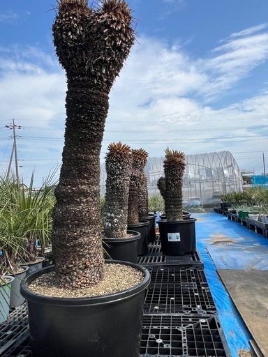 ソテツ❗️激安❗️20000円〜❗️