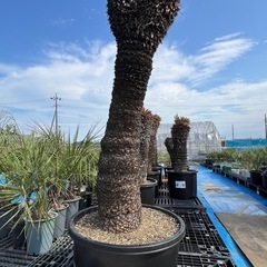ソテツ🌴激安セール‼️
の画像