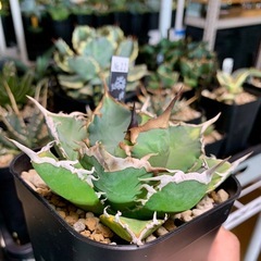 アガベ【阿修羅】小中株🍀鋸歯厚めの画像