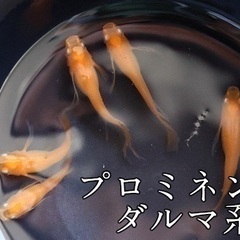 【めだか・メダカ】お盆特別価格で販売中 若魚販売（鏡花菊・強青ラメサファイア系・プロミネンスダルマ系統・王華系統） 1匹80円 発送可の画像