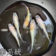 【めだか・メダカ】お盆特別価格で販売中 若魚販売（鏡花菊・強青ラメサファイア系・プロミネンスダルマ系統・王華系統） 1匹80円 発送可の画像