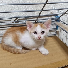 ぜひ兄妹一緒に！