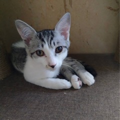 道端にうずくまっていました