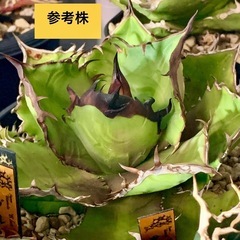 アガベ【ブラックファイヤー/黒火焔】中株🍀バンドが徐々に太くの画像