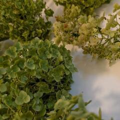 紫陽花　アナベル　ドライフラワーなどにの画像