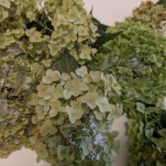 紫陽花　アナベル　ドライフラワーなどにの画像