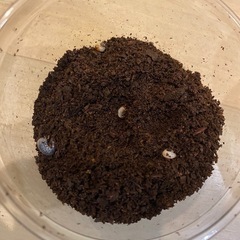 カブトムシの画像