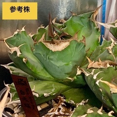 アガベ【ホワイトファイヤー/白火焔】小中株🍀の画像