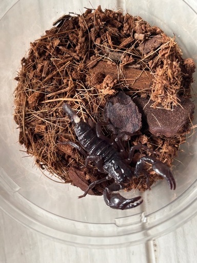 【自家CB】ダイオウサソリ5匹　胴長1.5〜2cm