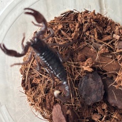 【自家CB】ダイオウサソリ5匹　胴長1.5〜2cmの画像
