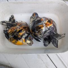 キャリコ出目ショートテール2匹セット　金魚の画像