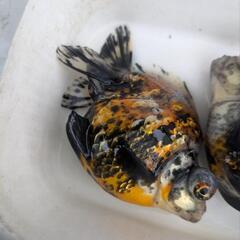 キャリコ出目ショートテール2匹セット　金魚の画像
