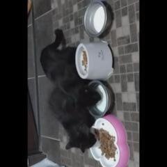 まだお外にいる黒猫仔猫２匹ですが