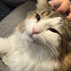 ノルウェージャンフォレストキャット女の子（血統書有）