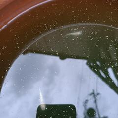 メダカ ピンクサファイアダルマ幼魚の画像