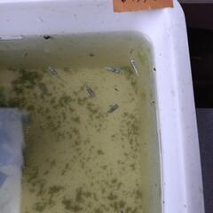 メダカ  レックウザ幼魚の画像