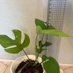 お取引中　ヒメモンステラ 4の画像