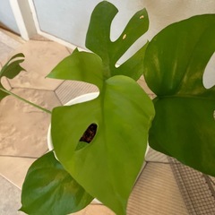 お取引中　ヒメモンステラ 4の画像