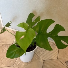お取引中　ヒメモンステラ 4の画像