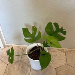 お取引中　ヒメモンステラ 4の画像