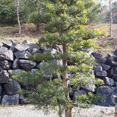 植木 いろいろ販売の画像