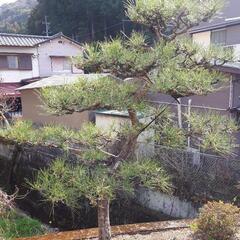 植木 いろいろ販売の画像
