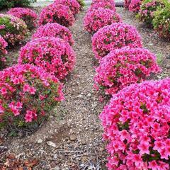 植木 いろいろ販売の画像