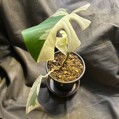 モンステラ（観葉植物）の画像