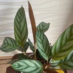 【観葉植物】クテナンテ　セトサの画像