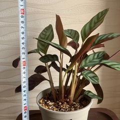 【観葉植物】クテナンテ　セトサの画像