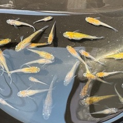 メダカ 三色ラメ  1匹100円の画像
