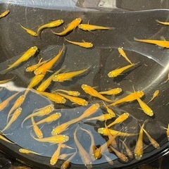メダカ 紅帝 1匹50円の画像