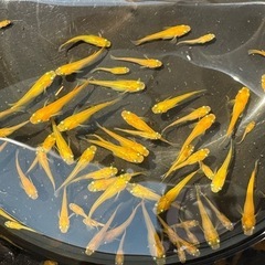 メダカ 紅帝 1匹50円の画像